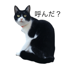 [LINEスタンプ] はちわれのふぶきさん