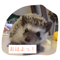 [LINEスタンプ] ウニちゃんです