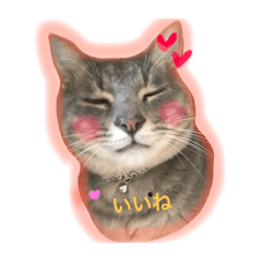 [LINEスタンプ] 信州産の猫ぐりちゃん