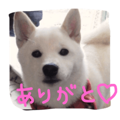 [LINEスタンプ] ひめたん