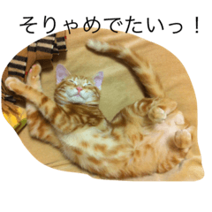[LINEスタンプ] おもかわトラタン