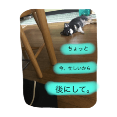 [LINEスタンプ] まろ眉黒チワワのパールちゃん