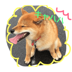 [LINEスタンプ] 柴犬シンバの楽しい毎日
