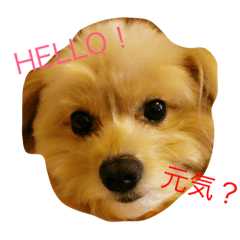 [LINEスタンプ] ゥチのお犬様
