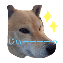 [LINEスタンプ] GO！GO！riku