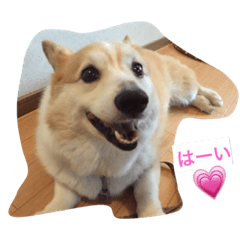 [LINEスタンプ] コーギーのらいす