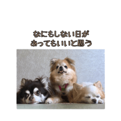 [LINEスタンプ] チワワんずタイム
