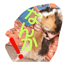 [LINEスタンプ] guineapig  a go！go！