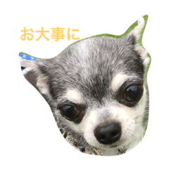 [LINEスタンプ] ao's dogs 2