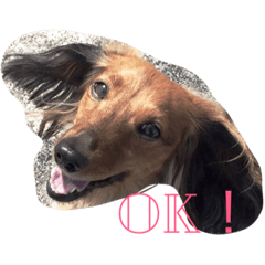 [LINEスタンプ] ダックスのりん