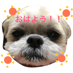 [LINEスタンプ] シーズーのたいじょ