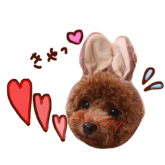 [LINEスタンプ] トイプードルあおのほのぼの日和2