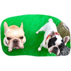 [LINEスタンプ] ブヒブヒ