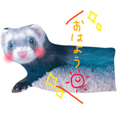 [LINEスタンプ] フェレットむんちゃんの毎日