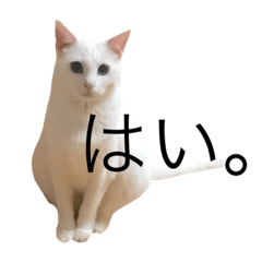 [LINEスタンプ] 白猫もちでとりあえず返信したい