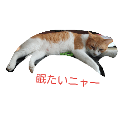 [LINEスタンプ] cats meeting 2017