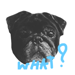 [LINEスタンプ] Nusuktheblackpug1