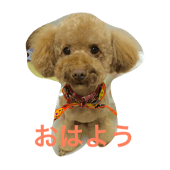 [LINEスタンプ] トイプードル イリス