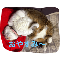 [LINEスタンプ] my cat miu
