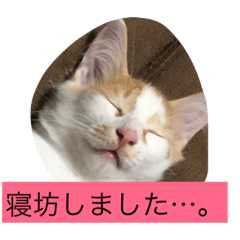 [LINEスタンプ] 子猫2匹で日常を表現