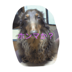 [LINEスタンプ] ダックス デイズ