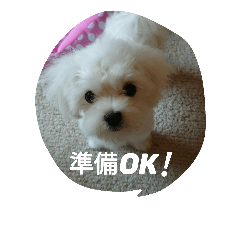 [LINEスタンプ] doganddogs