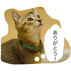 [LINEスタンプ] very expressive cat