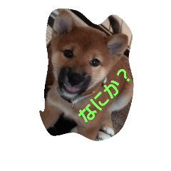 [LINEスタンプ] そらちゃんの気持