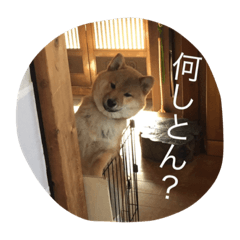 [LINEスタンプ] 我が家のなつ