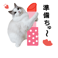 [LINEスタンプ] ふわふわラグドールのすいくん