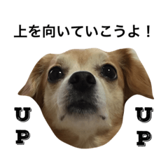 [LINEスタンプ] るんちゃんの日常言葉3