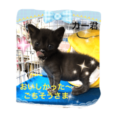 [LINEスタンプ] Happy protection cat's