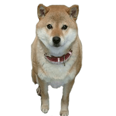 [LINEスタンプ] 柴犬ななの、 私も連れてって！358