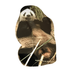 [LINEスタンプ] panda ueno zoo