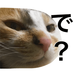 [LINEスタンプ] 三毛猫もぐちゃん