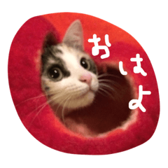 [LINEスタンプ] ねこちゃんだよ