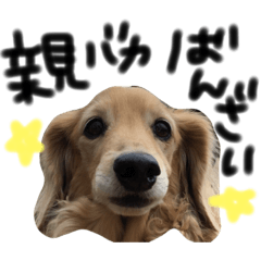 [LINEスタンプ] うちのぷ〜ちゃん♡2