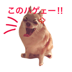 [LINEスタンプ] わが家のチワワんず