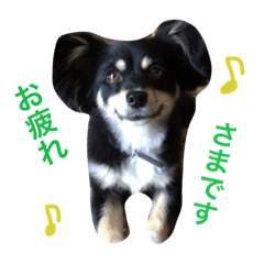 [LINEスタンプ] こむぎの毎日