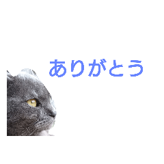 [LINEスタンプ] 日常は猫