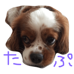[LINEスタンプ] キャバリア アーロン お気楽スタンプ