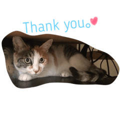 [LINEスタンプ] cat love life