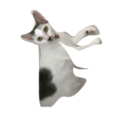 [LINEスタンプ] cat cat cat cat cat haha
