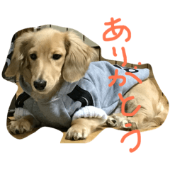 [LINEスタンプ] カニーヘンダックスのバニラくん