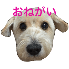 [LINEスタンプ] トックスタンプ