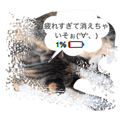 [LINEスタンプ] 実写ねこちゃん