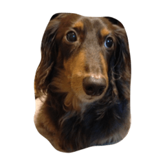 [LINEスタンプ] ジョン ジョン