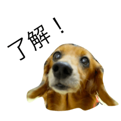 [LINEスタンプ] 犬の日常生活スタンプ