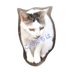[LINEスタンプ] ちょびとちろ