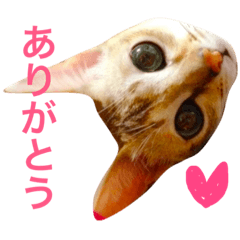[LINEスタンプ] シンガプーラ  ゆきち